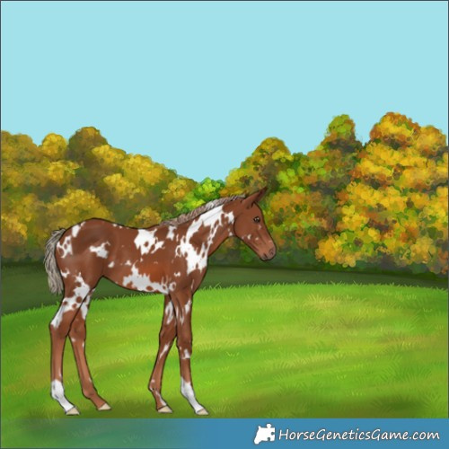 Horse Color:White Spotted Chestnut