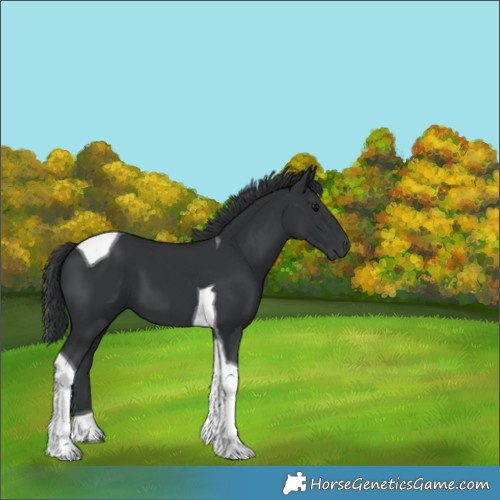 Horse Color:Black Tobiano