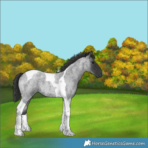 Horse Color:Blue Roan Tobiano