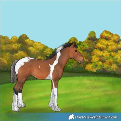 Horse Color:Bay Tobiano