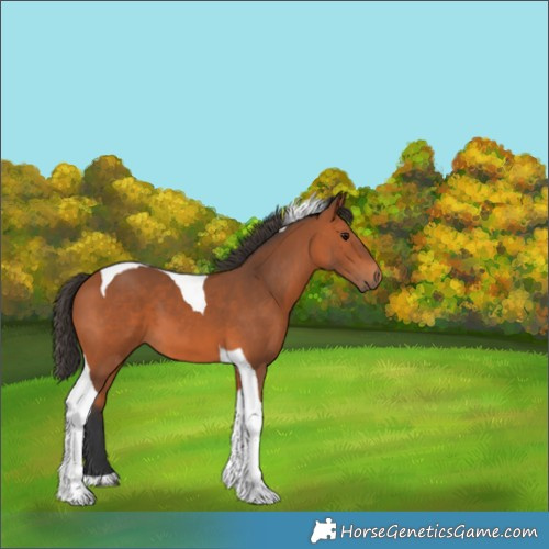 Horse Color:Bay Tobiano