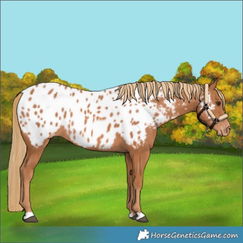Horse Color:Chestnut Appaloosa 