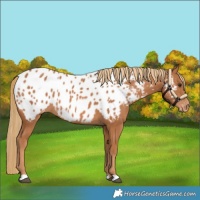 Horse Color:Chestnut Near Leopard