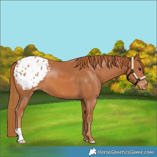 Horse Color:Chestnut Appaloosa 