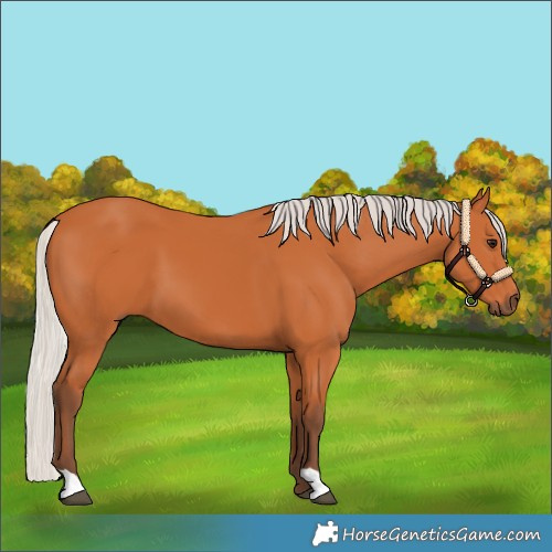 Horse Color:Silver Bay 