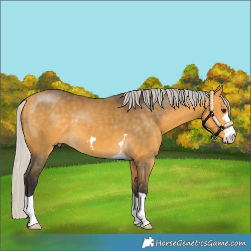 Horse Color:Silver Buckskin 