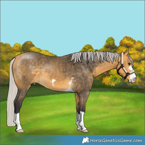 Horse Color:Silver Buckskin 