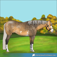 Horse Color:Silver Buckskin 