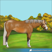 Horse Color:Gray Silver Buckskin 