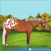 Horse Color:Silver Bay Appaloosa 