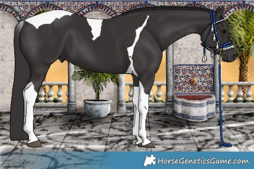 Horse Color:Smoky Black Tobiano