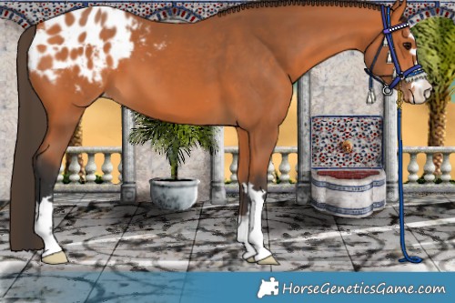 Horse Color:Bay Appaloosa 