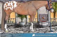 Horse Color:Bay Blanket 