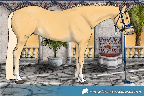 Horse Color:Palomino 
