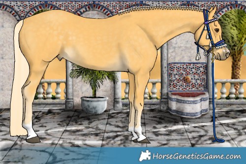 Horse Color:Palomino 