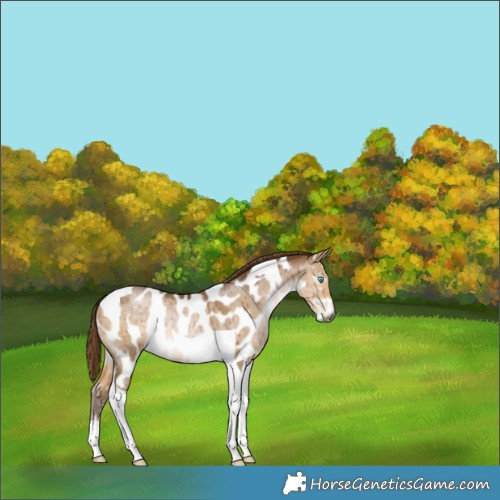 Horse Color:Gray Buckskin Pearl Dun Tobiano Appaloosa Brindle 