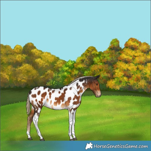 Horse Color:Gray Chocolate Palomino Tobiano Appaloosa 