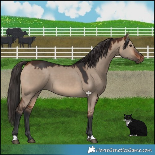 Horse Color:Bay Dun 