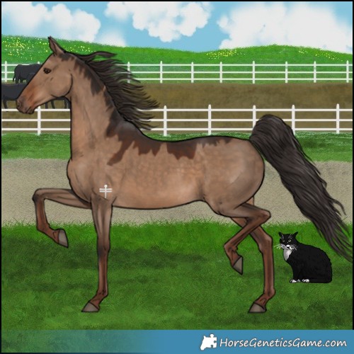 Horse Color:Liver Red Dun 