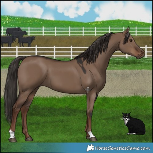 Horse Color:Liver Red Dun 