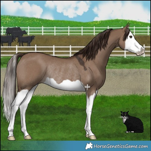 Horse Color:Liver Red Dun Splash Rabicano 