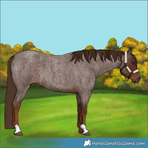 Horse Color:Gray Red Roan