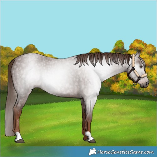 Horse Color:Gray Red Roan 