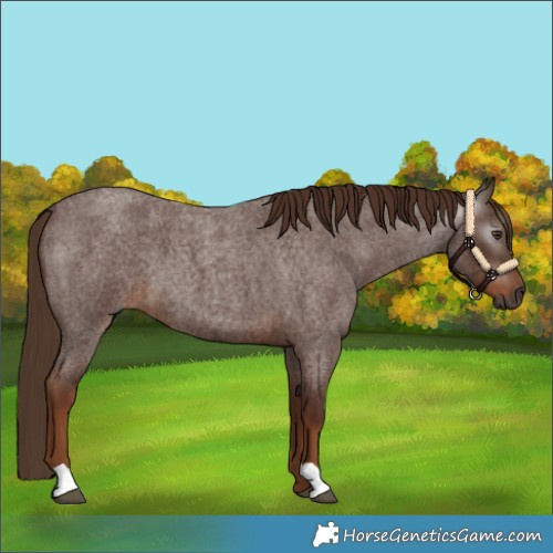 Horse Color:Gray Red Roan 