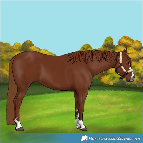 Horse Color:Gray Chestnut