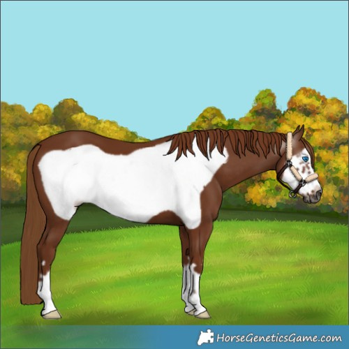 Horse Color:Gray Chestnut Frame 