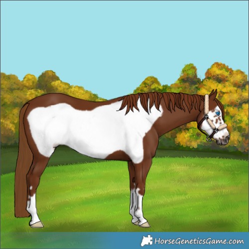 Horse Color:Gray Chestnut Frame