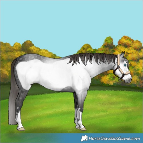 Horse Color:Gray Chestnut Frame