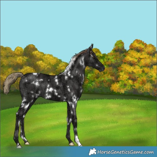 Horse Color:White Spotted Liver Chestnut Ice 