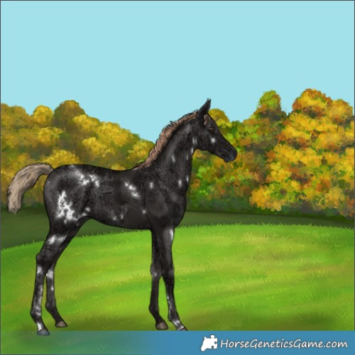 Horse Color:White Spotted Liver Chestnut Ice 