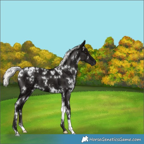 Horse Color:White Spotted Liver Chestnut Ice Mushroom 