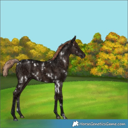 Horse Color:White Spotted Liver Chestnut Ice 