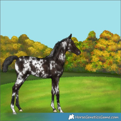 Horse Color:White Spotted Liver Chestnut Ice 