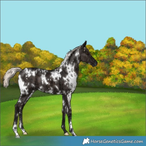 Horse Color:White Spotted Liver Chestnut Ice 