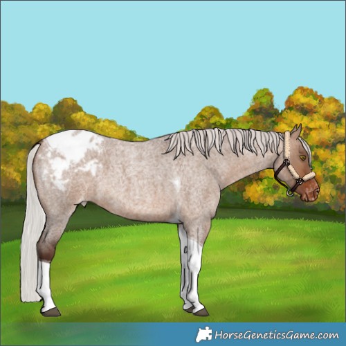 Horse Color:Silver Brown Roan Dun Tobiano Appaloosa
