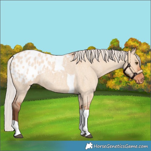Horse Color:Silver Bay Roan Dun Tobiano Appaloosa Rabicano