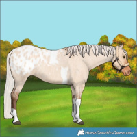 Horse Color:Silver Bay Roan Dun Tobiano Blanket Rabicano 