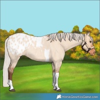 Horse Color:Silver Bay Roan Dun Tobiano Blanket Rabicano 