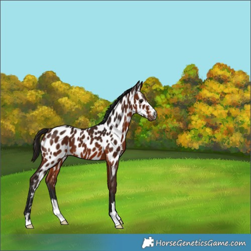 Horse Color:Gray Bay Near Leopard 