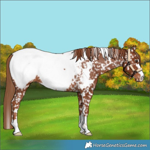 Horse Color:White Spotted Chestnut Near Fewspot 