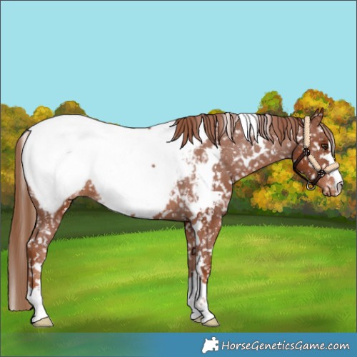 Horse Color:White Spotted Chestnut Appaloosa 