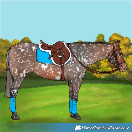 Horse Color:White Spotted Bay Appaloosa 