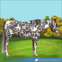Horse Color:White Spotted Liver Chestnut Snowflake Varnish 