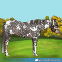 Horse Color:White Spotted Liver Chestnut Snowflake Varnish 