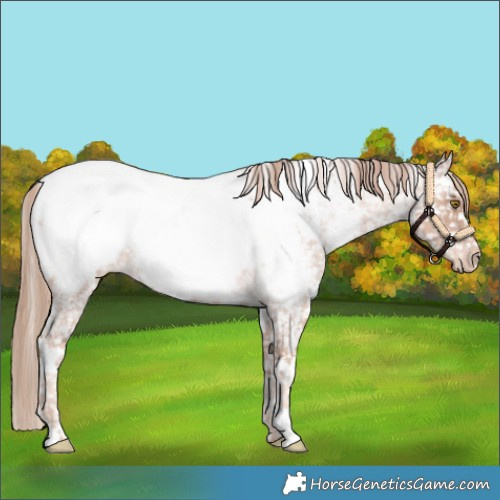 Horse Color:White Spotted Gold Champagne Roan Appaloosa 