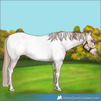 Horse Color:White Spotted Gold Champagne Roan Near Fewspot